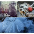 Prigavo žiemą: gražiausi gamtos vaizdai