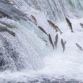 Aplinkosaugininkai vykdo sustiprintą žvejybos kontrolę: tikrino Šventosios upėje žvejojančius verslininkus