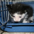Po sprendimo priglobti kačiuką: ašaros ir grybelis