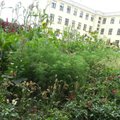 Marijampolės valdžia nori likviduoti botanikos centrą