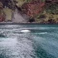 Nelaisvėje gyvenę baltieji delfinai tyrinėja naują atvirą rezervatą