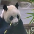 Lankytojai plūsta į Taivano zoologijos sodą pažiūrėti „geros valios pandų“