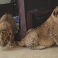 „Zacango“ zoologijos sode - trys Afrikos liūto mažyliai