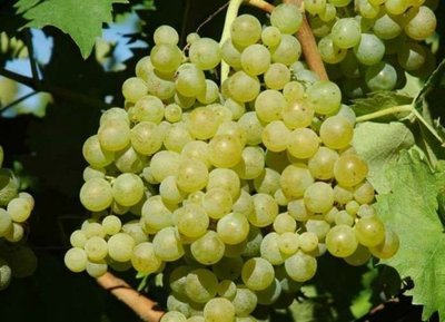 Catarratto vynuogės