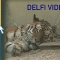 Lietuvos zoologijos sode – naujas tigrų voljeras