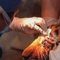 Kinijoje katarakta sergančiam tigro jaunikliui atlikta akių operacija