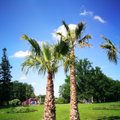Dalelė egzotikos Lietuvoje – Pakruojo dvare išdygo dešimtmetrės palmės