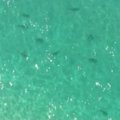 Floridos paplūdimiuose pasirodė rykliai