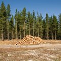 Siūloma Seimui tvirtinti miškų kirtimo normas