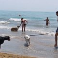 Nuomonė. Šalin šunis iš paplūdimių – šlapime maudysimės patys