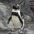 Lietuvos jūrų muziejaus biologas papasakojo, kokių išdaigų iškrečia jo prižiūrimi pingvinai: žuvų vagystės – dar ne viskas