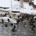 Ornitologai suskaičiavo Lietuvoje žiemojančius vandens paukščius