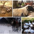 Miestiečiai, atsidėję avių ir česnakų auginimui kaime: mieste vargino beprasmybė ir vartojimo mastai