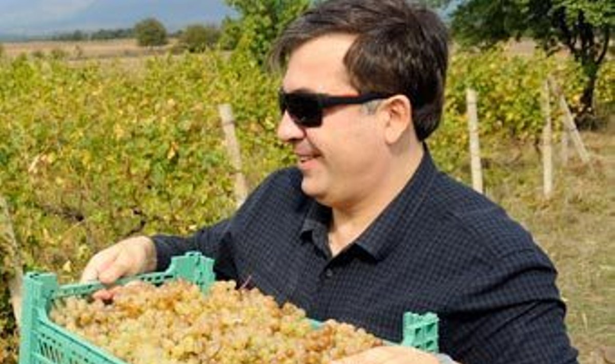Михаил Саакашвили собирает виноград