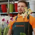 Kaip teisingai laistyti orchidėjas