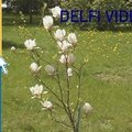 Šiauliuose pražydo medikų užaugintos magnolijos