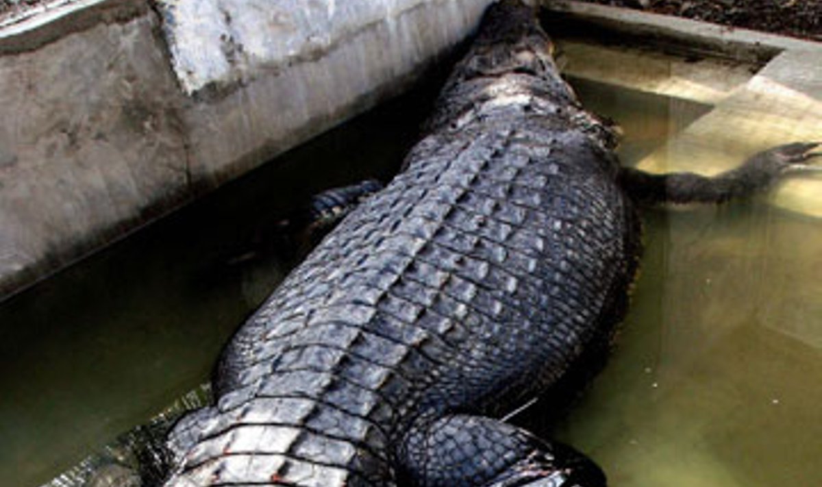 Filipinuose, Zambongos mieste gyventojai pagavo ir į policiją pridavė iš aplinkinių vandens telkinių priklydusią 5 metrų ilgio krokodilę.  