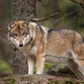 Mokslininkai sunerimę: Černobilio vilkai peržengė uždraustos teritorijos ribas