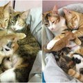 Kačiukai turi patį geriausią tėtį: šis pasirūpino jų mama nėštumo metu