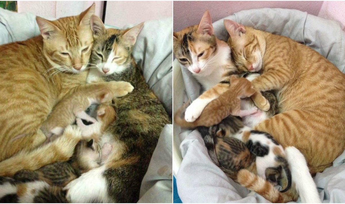 Kačių šeima