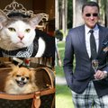 Žilvinas Grigaitis tapo katino Frost vestuvių liudininku: „nuotaka“ mėgaujasi ikrais, šampanu ir „Louis Vuitton“ rankinėmis