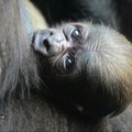 Valensijos zoologijos sode gimė reto gorilų porūšio jauniklis