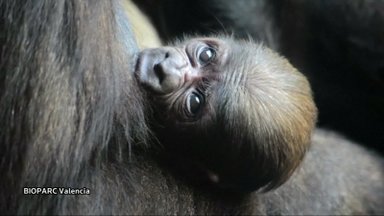 Valensijos zoologijos sode gimė reto gorilų porūšio jauniklis