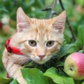 Gyvūnų prieglauda šeimininkų augintiniams ieško pažinčių programėlėje „Tinder“