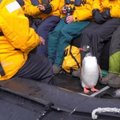 Ko tik nepadarysi, kad išgyventum: bandydamas pasprukti nuo orkų, pingvinas ryžosi išskirtiniam žingsniui