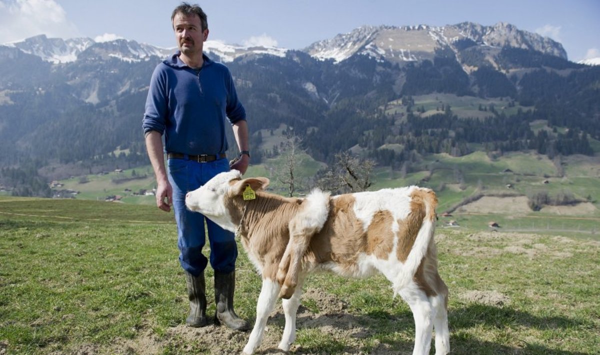 Šveicarijoje pasaulį išvydo šešiakojis veršiukas