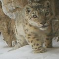 Kinijoje fotografui pavyko nufilmuoti snieginį leopardą