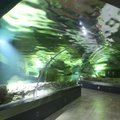 Rekonstruotas akvariumas atsiveria visu grožiu