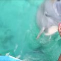 Delfinas ištraukė į jūrą įkritusį šokėjos mobilųjį telefoną