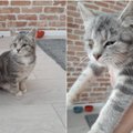 Vilniečiai prašo pagalbos: Kalvarijų gatvėje dingo maža pilka katytė