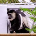 Londono zoologijos sode pristatyta Beždžionių alėja