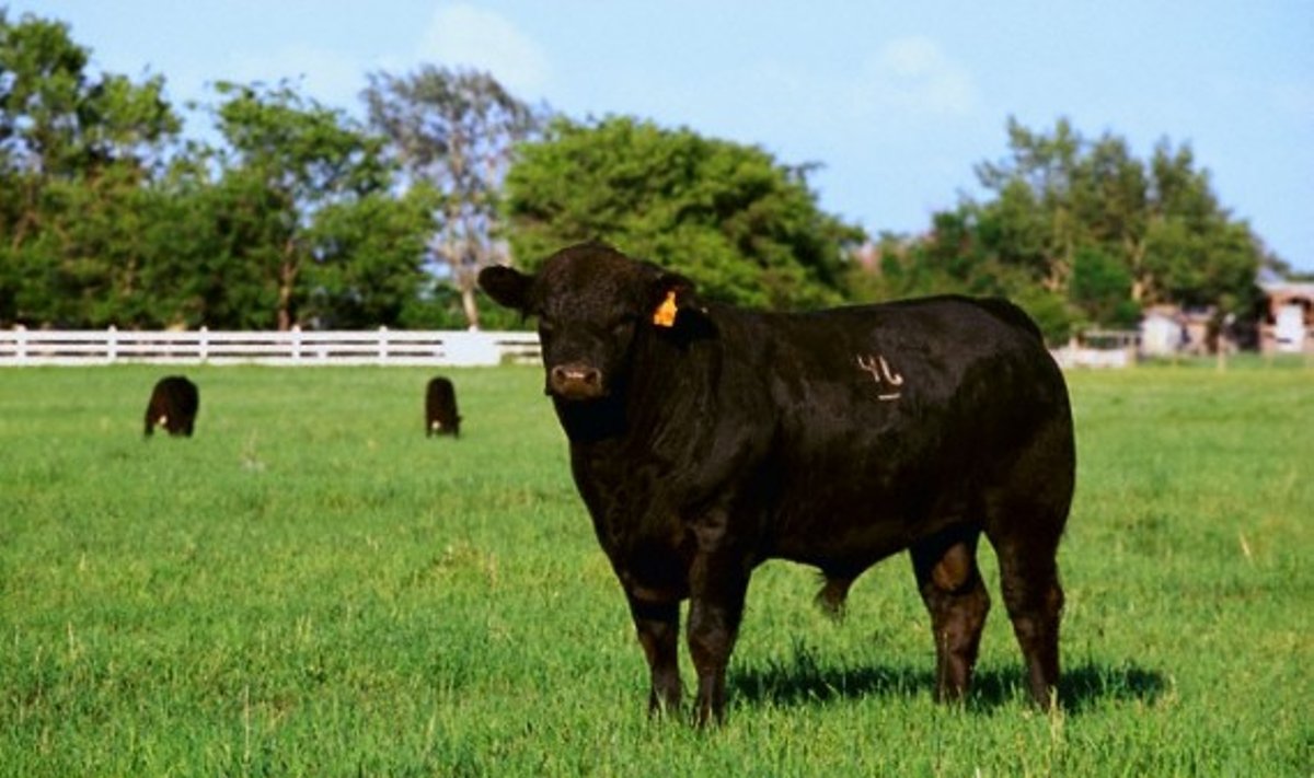 Livestock - Black Angus bull on a green pasture with cows / Purple Springs, Alberta, Canada.