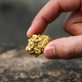 Aukso kaina pasiekė rekordines visų laikų aukštumas