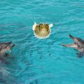Pričiupti: mokslininkai užfiksavo delfinus kramtant pūsliažuvę, kad apsvaigtų
