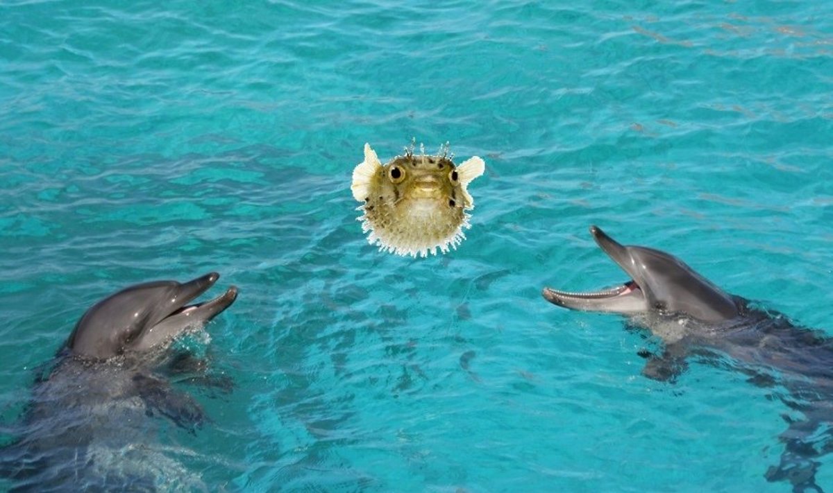 Montažas - delfinai mėtosi pūsliažuve. Shutterstock nuotr. 