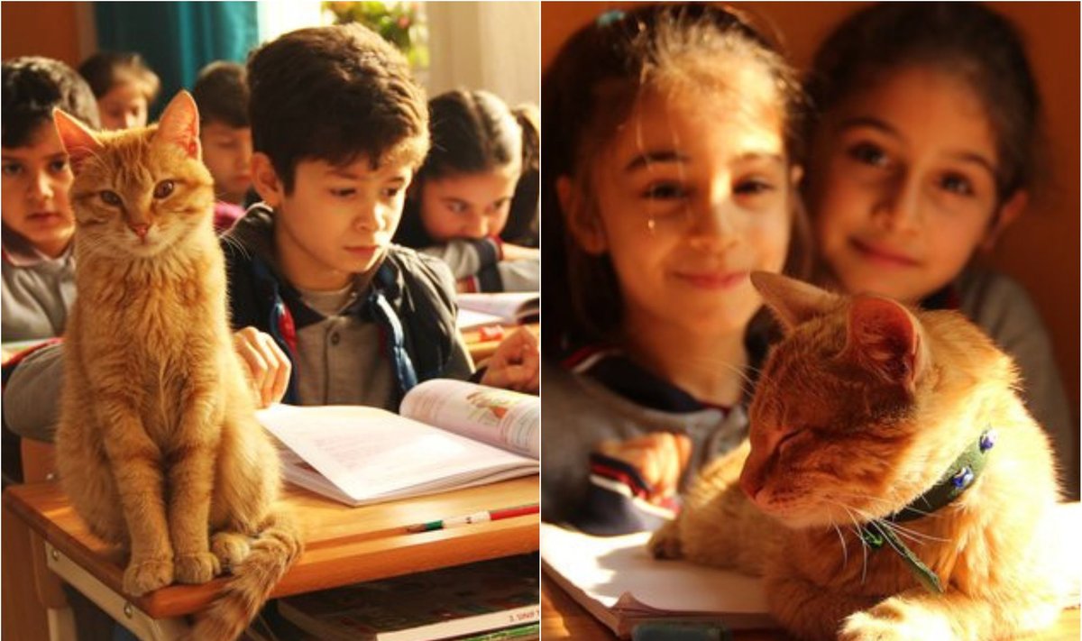 Katinas Tombis padeda vaikams mokytis