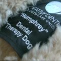 Odontologo kabinete nervingus pacientus ramina šuo