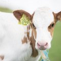 Efektyviausi Lietuvos pieno ūkiai – kiek melžia iš karvės