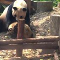 „Slaptas pandų gyvenimas“ (XXXI): purvo vonios ir griežta mama