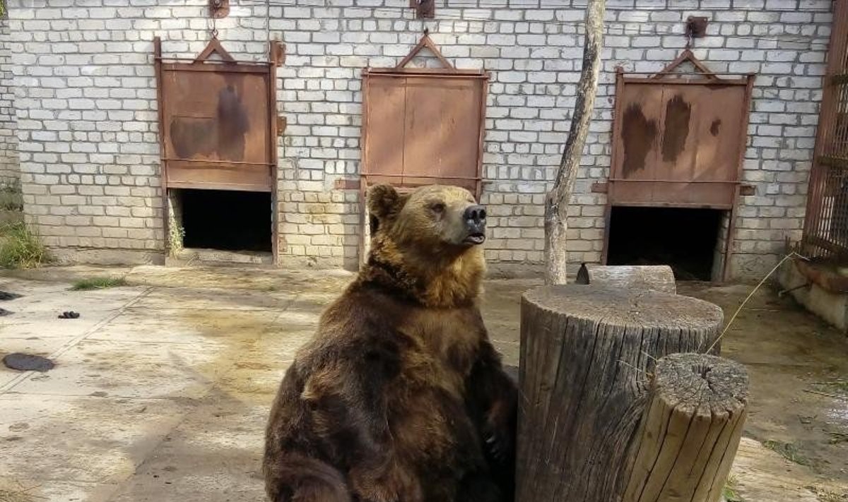 Iš aptvaro ištrūkusi meška