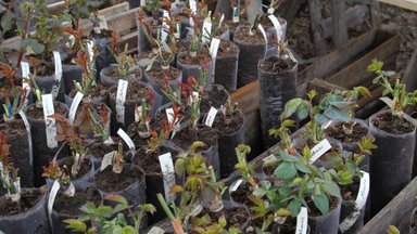 Metas pirkti ir sodinti pavasarinius augalus: prekybininkai sako, kad šiemet kainos džiugina labiau
