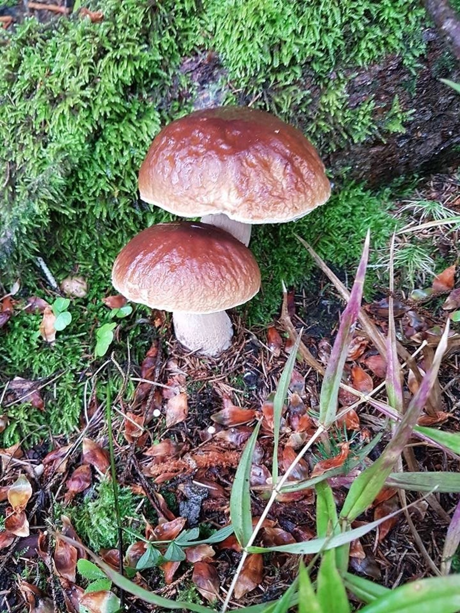 Nauja mirtis nuo grybų gydytojai perspėja apie tris pagrindinius