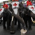 Tailande drambliai renka pinigus Haičio žemės drebėjimo aukoms