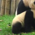 „Slaptas pandų gyvenimas“ (XXXII): mamos ir prižiūrėtojo nepastebėta