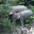 Gelbėdami vienas kitą nuskendo šeši drambliai