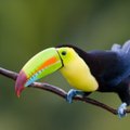 Kosta Rika atsisako zoologijos sodų – žvėrys bus paleisti į laisvę